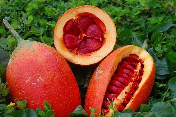 木鳖子的功效与作用,木鳖子的图片,木鳖子的别名