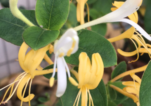 金银花茶价格：金银花茶多少钱一斤