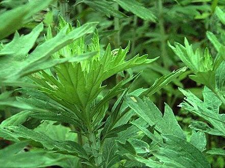 艾叶与不孕有何关系 艾叶治不孕的方法