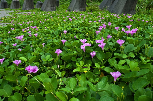 马鞍藤的作用与功效，马鞍藤图片