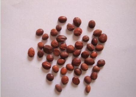 酸枣仁有什么功效与作用是什么？