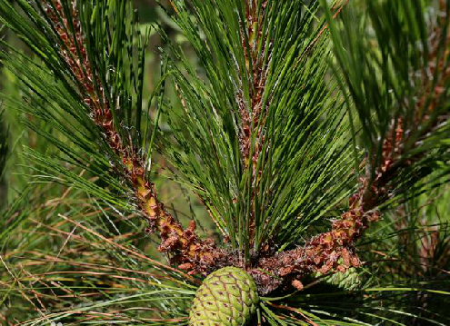 松节的功效与作用,松节的图片