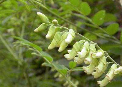 黄芪的功效与作用有哪些