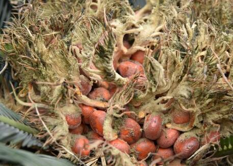 铁树结果能吃吗 铁树结出凤凰蛋