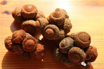 壮阳果的功效与作用，壮阳果食用方法与禁忌