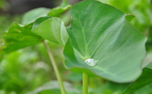 荷叶的功效与作用有哪些?