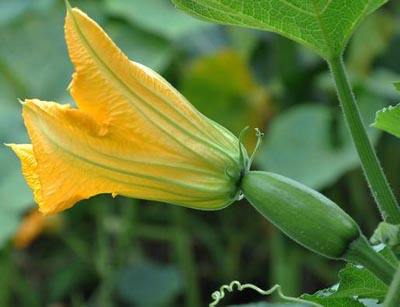 南瓜花的吃法，南瓜花的功效与作用