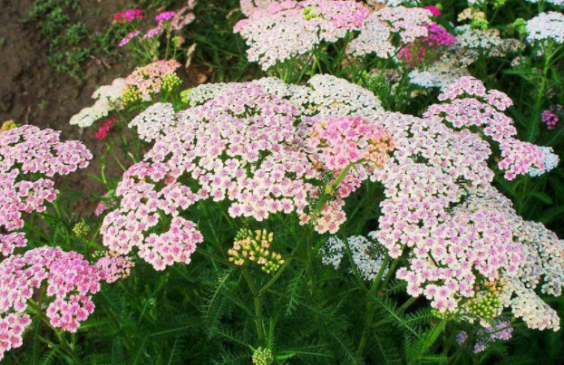 蓍草的功效与作用，蓍草怎么读，蓍草图片