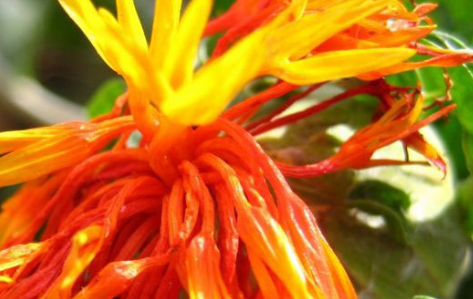 红花的功效与作用及正确吃法