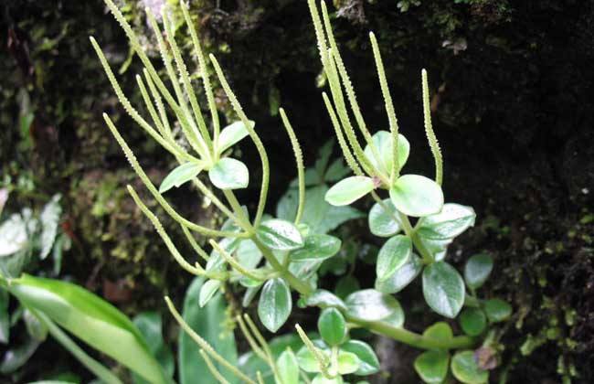 石蝉草的功效与作用,石蝉草的图片