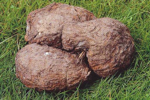 茯苓有减肥的功效吗 茯苓的功效与作用