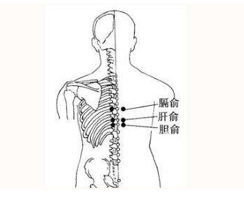胆俞穴的简易找法，胆俞的准确位置图片和作用