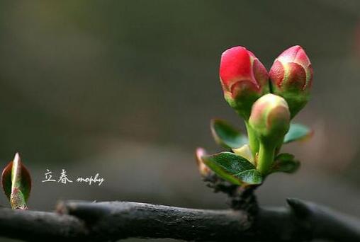 春季养生：春季健康饮食