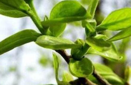 柿叶茶的功效与作用及禁忌，喝了柿叶茶一年