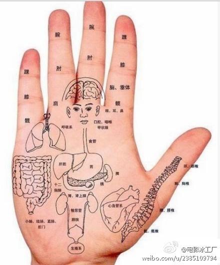 手上对应的五脏六腑图