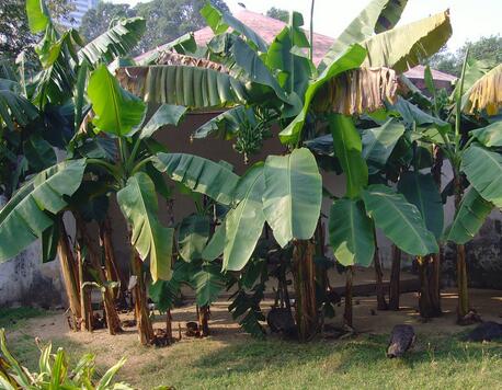 芭蕉和香蕉的区别 芭蕉和香蕉的识别方法