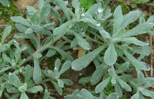 鼠曲草的功效与作用及食用方法