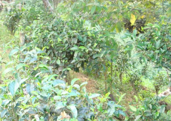 大树茶和古树茶的区别,大树茶和古树茶的特点是什么