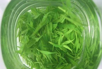 苦丁茶价格：苦丁茶多少钱一斤
