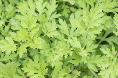 艾草茶可以每天喝吗，艾草茶什么时候喝最好