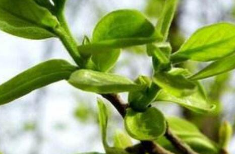 柿叶茶的功效与作用，柿叶茶的禁忌及副作用