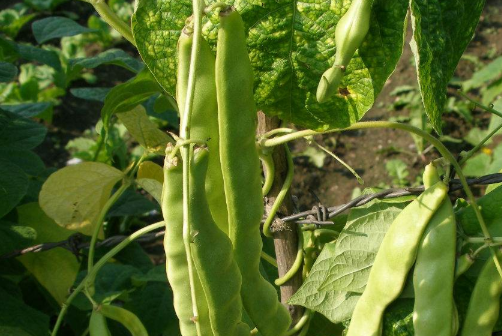 豆角怎么做好吃又简单，豆角的多种做法