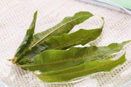 马鞭草茶的功效与作用及食用方法