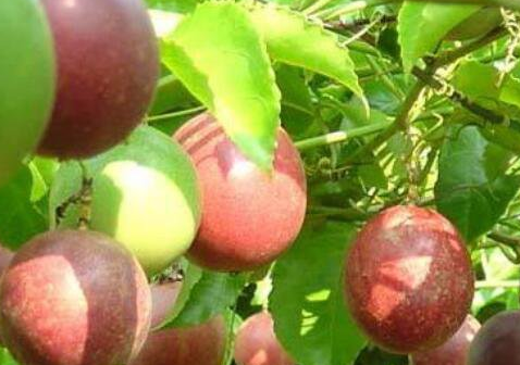 百香果的功效与作用，百香果的禁忌及食用方法