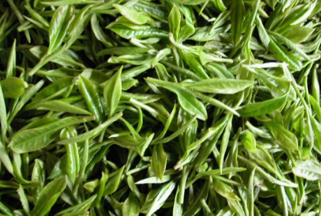 绿茶制作工艺流程及特点