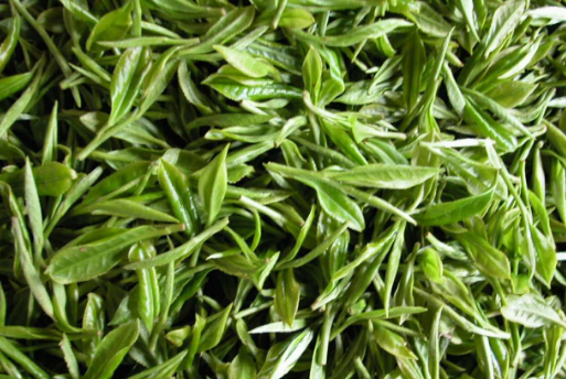 六大基本茶类的加工制作过程及其特点