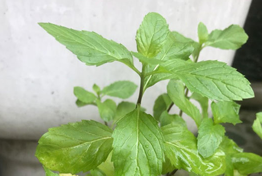 女性喝薄荷茶好吗，薄荷茶对女性坏处与好处