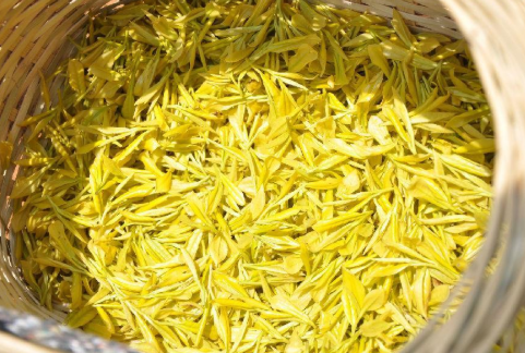 黄金芽和黄金叶的区别，黄金芽和黄金叶是两回事儿吗