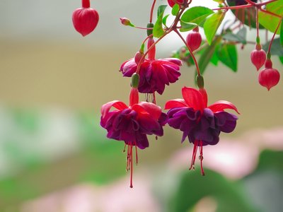 灯笼花草是什么灯笼花草的功效和作用