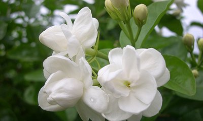 茉莉花的功效 茉莉花泡水喝的作用