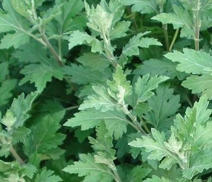 这种神奇的叶子，越陈越好，家中多备点，老少无疾患！