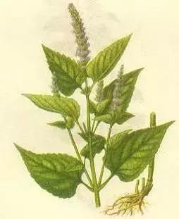 夏季湿气不除、越补越毒！祛湿气最厉害的，不是薏米，而是它！