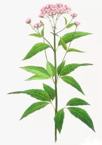 夏季湿气不除、越补越毒！祛湿气最厉害的，不是薏米，而是它！