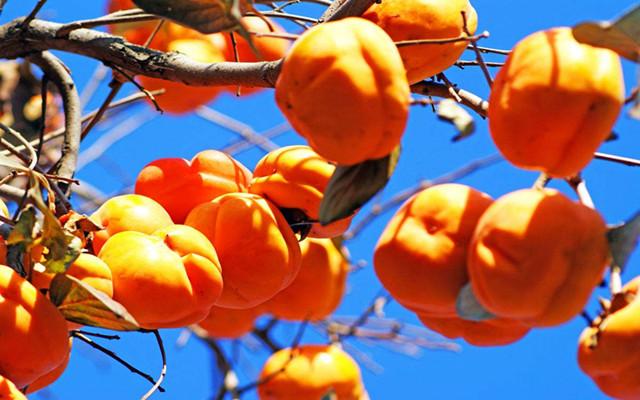 柿子不能和什么一起吃 吃柿子有什么好处？