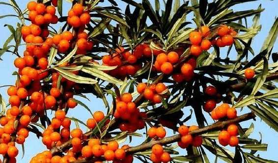 农村里这些不起眼的野果，想不到它们都是治疗疾病，抗癌的好果子