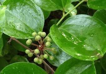 农村里这些不起眼的野果，想不到它们都是治疗疾病，抗癌的好果子