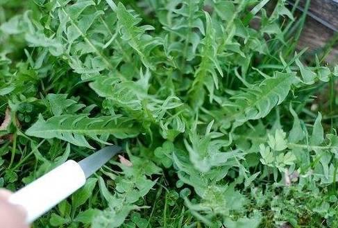 农村这三种野菜，高血压、酒精肝、动脉硬化的人要多吃！