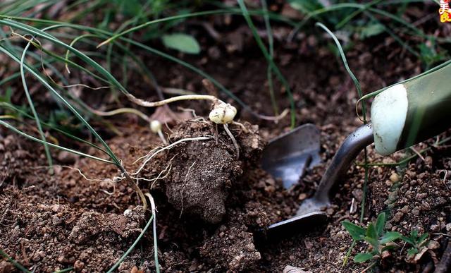 农村这三种野菜，高血压、酒精肝、动脉硬化的人要多吃！