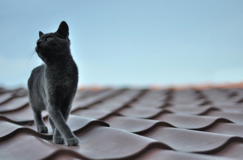 你一直很孤单吧。