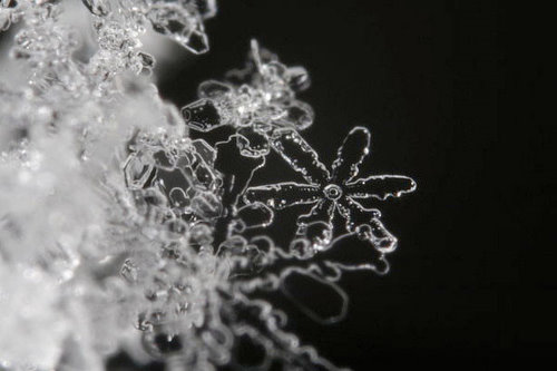 Incredible Examples of Snowflake Photography