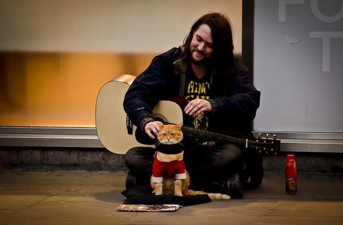 A street cat named Bob