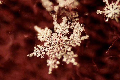 Incredible Examples of Snowflake Photography