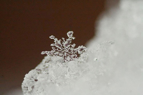 Incredible Examples of Snowflake Photography