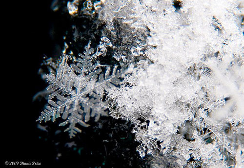 Incredible Examples of Snowflake Photography