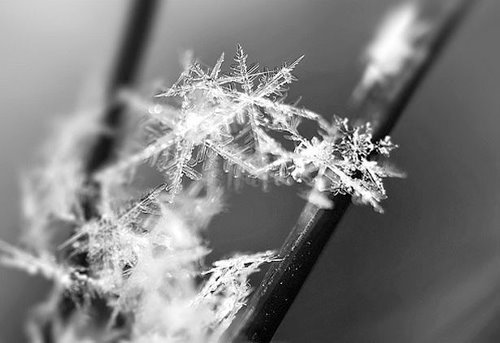 Incredible Examples of Snowflake Photography