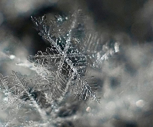 Incredible Examples of Snowflake Photography